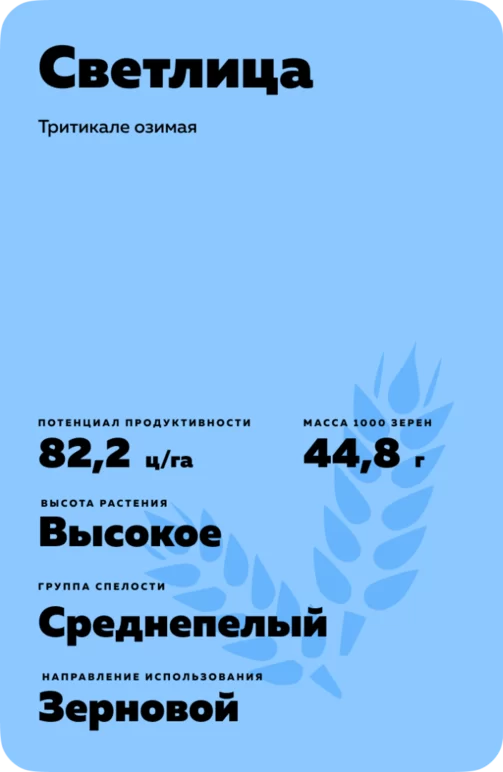 Светлица сорт тритикале озимой