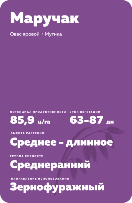 Маручак сорт овса ярового