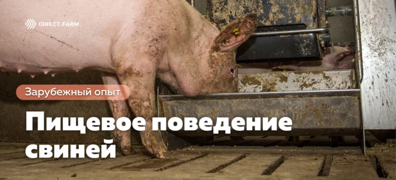 Является ли пищевое поведение свиней наследственным?