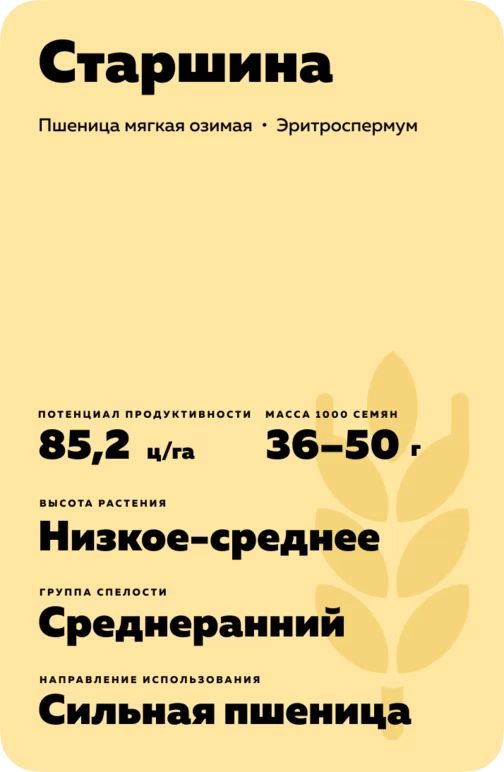Старшина сорт мягкой озимой пшеницы
