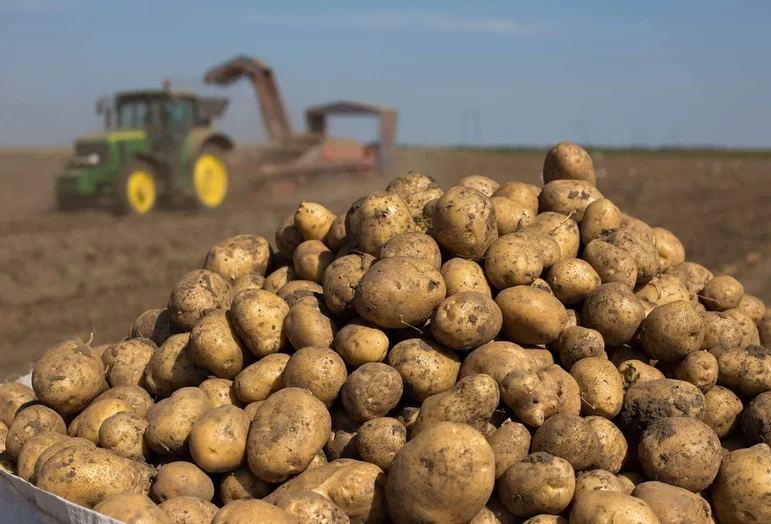Проект по стимулированию производства картофеля и овощей запустят в РФ в 2023 г.