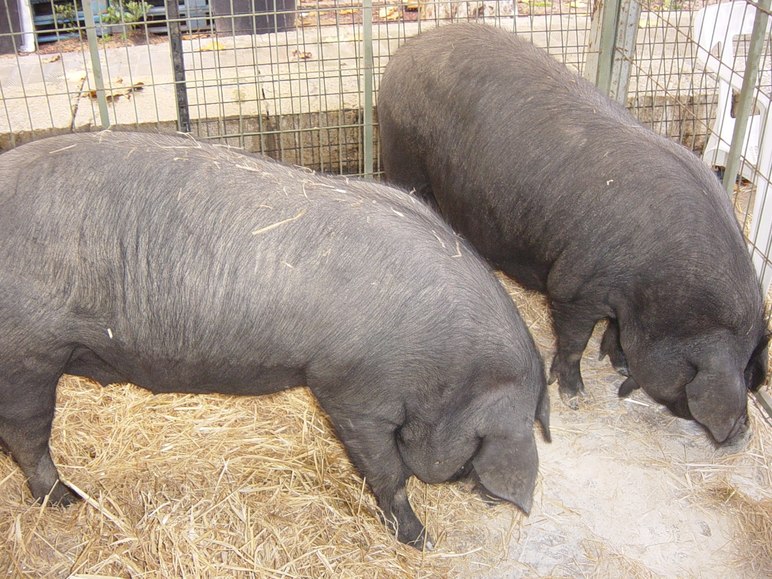 Майоркская черная – порода свиней