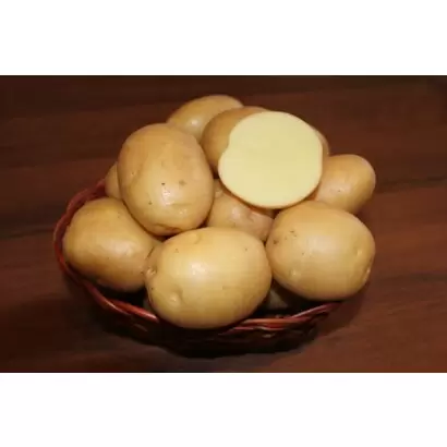 Колобок - картофель. Характеристики и отзывы