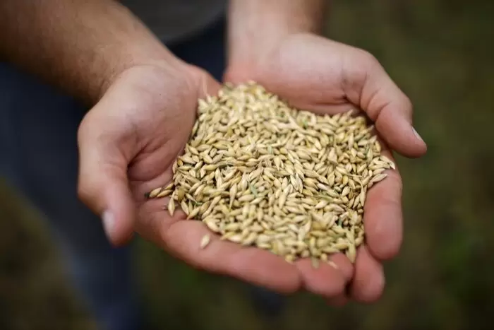 Минсельхоз планирует увязать субсидии на зерновые с агрострахованием