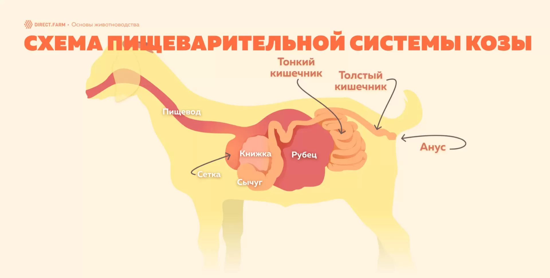 Палеонтологи изучили анус динозавра — это был многофункциональный орган