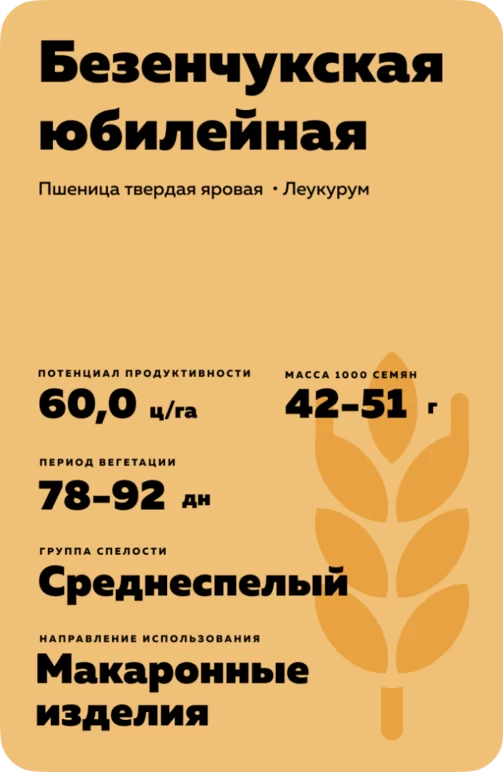 Безенчукская юбилейная пшеница яровая твердая