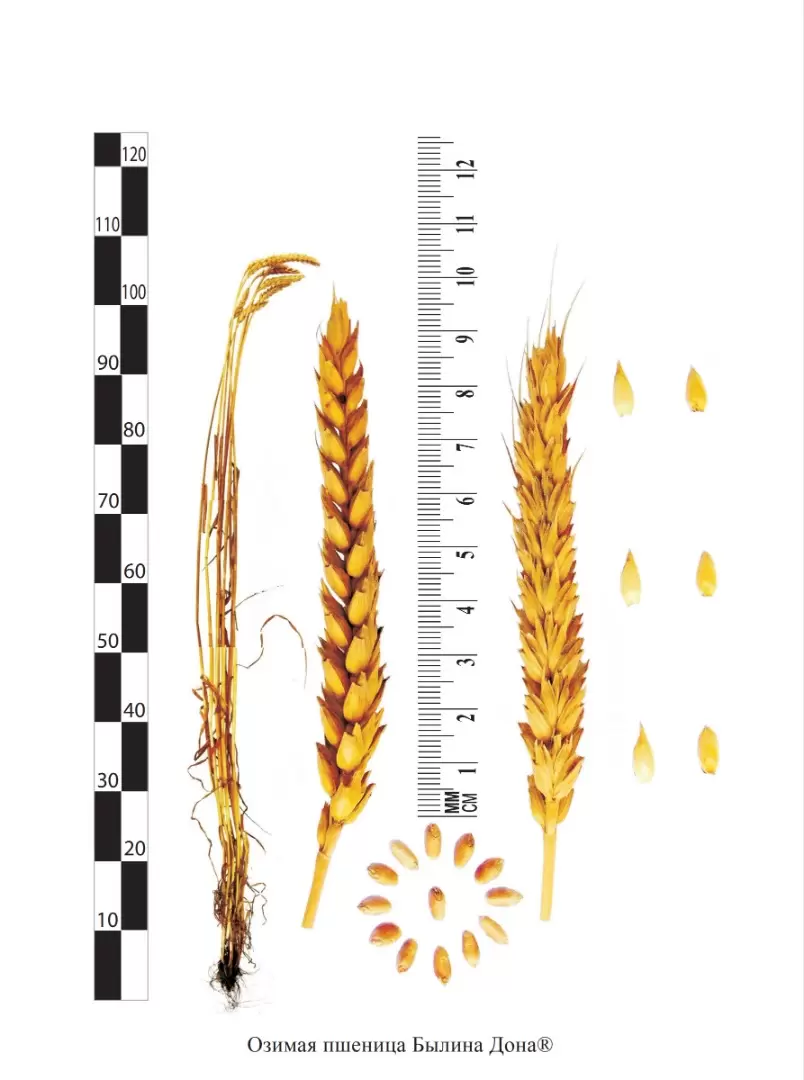 Былина Дона ® - пшеница мягкая озимая Ростовский АНЦ. Характеристики и  отзывы