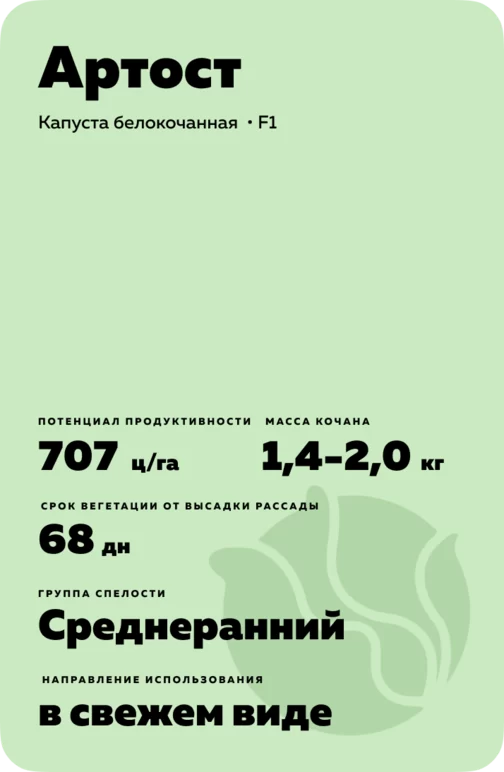Артост (ARTOST) гибрид капусты белокочанной