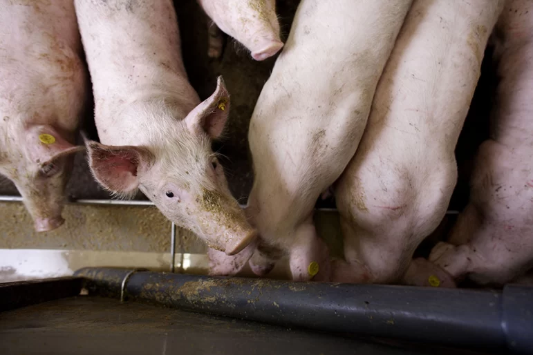 Эфирные масла в свиноводстве как альтернатива антибиотикам 