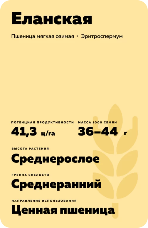 Еланская сорт мягкой озимой пшеницы