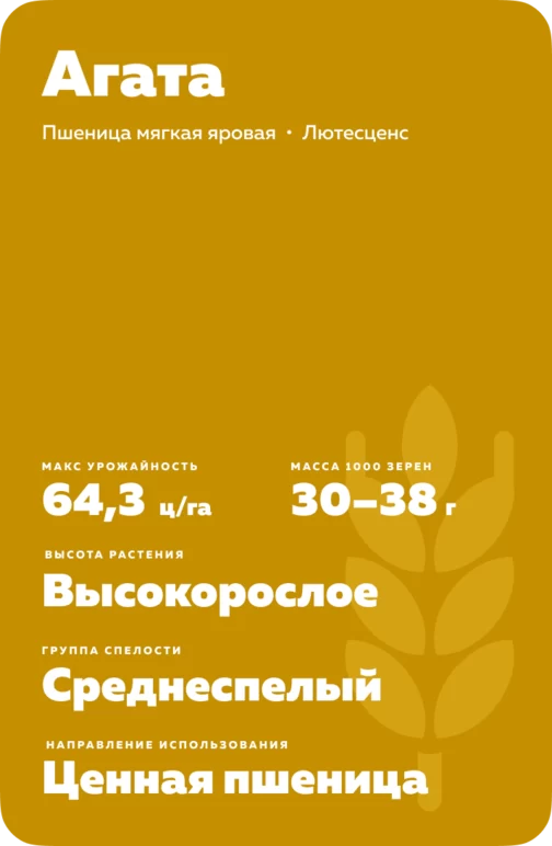 Агата пшеницы яровая
