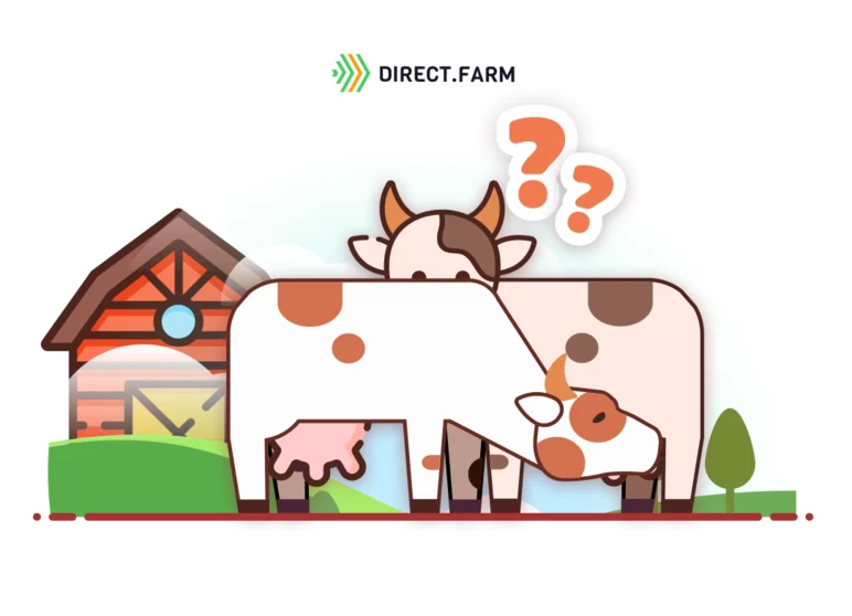 Почему коровы сосут молоко друг у друга и как с этим бороться?