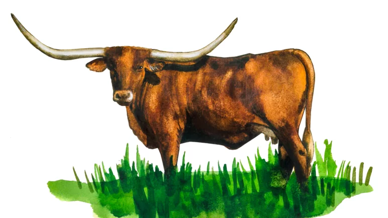 Техасский лонгхорн - порода коров