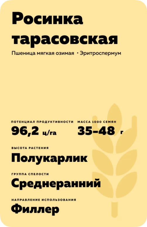 Росинка тарасовская сорт мягкой озимой пшеницы