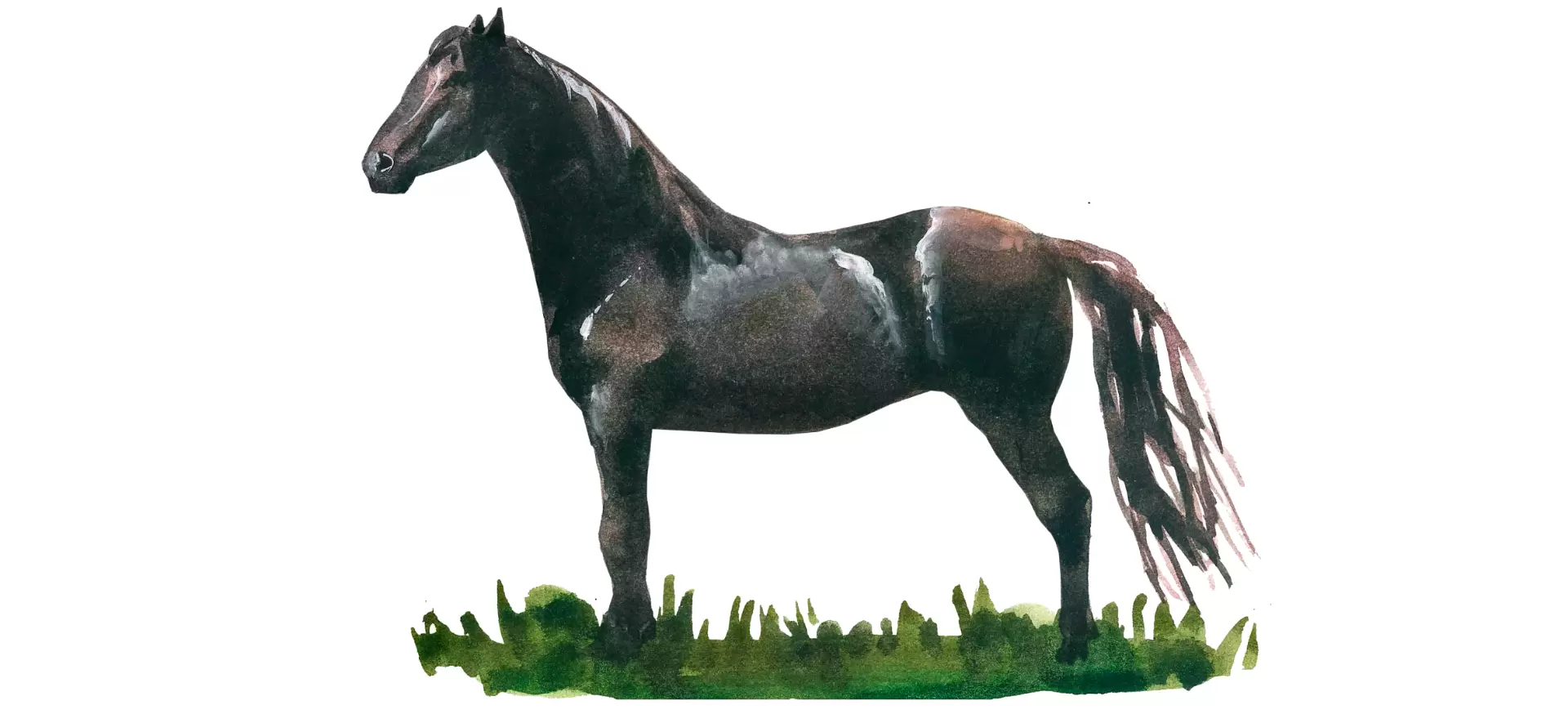 Карачаевская порода лошадей: описание, характеристика, содержание,продуктивность