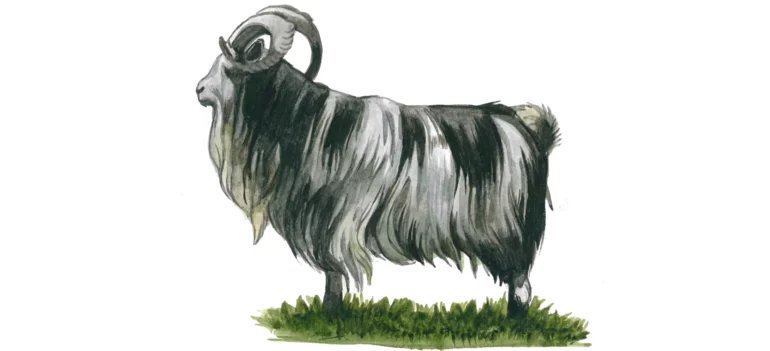 Голландский ландрас - порода коз
