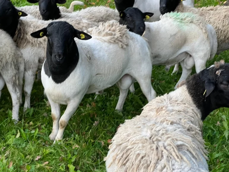 Дорпер - новая звезда овцеводства