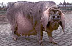 Мейшан – порода свиней