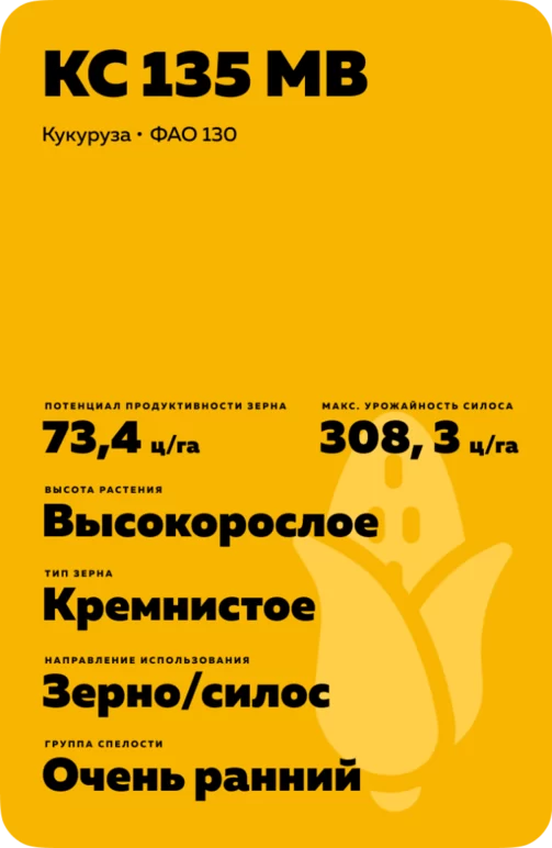 КС 135 МВ гибрид кукурузы