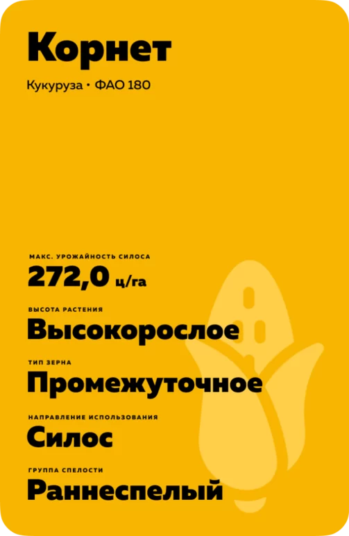 Корнет гибрид кукурузы Галактика