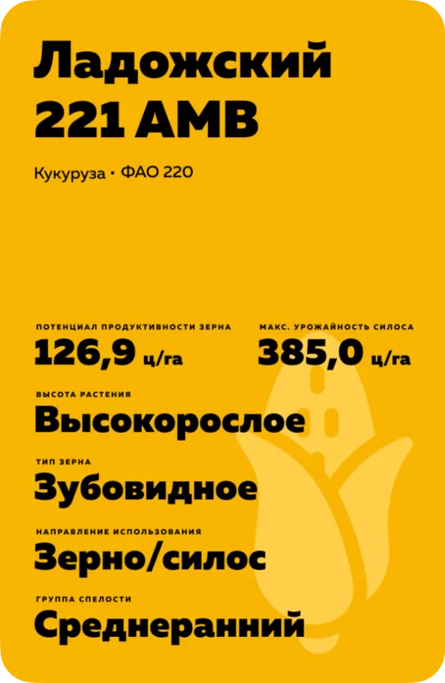 Ладожский 221 АМВ гибрид кукурузы