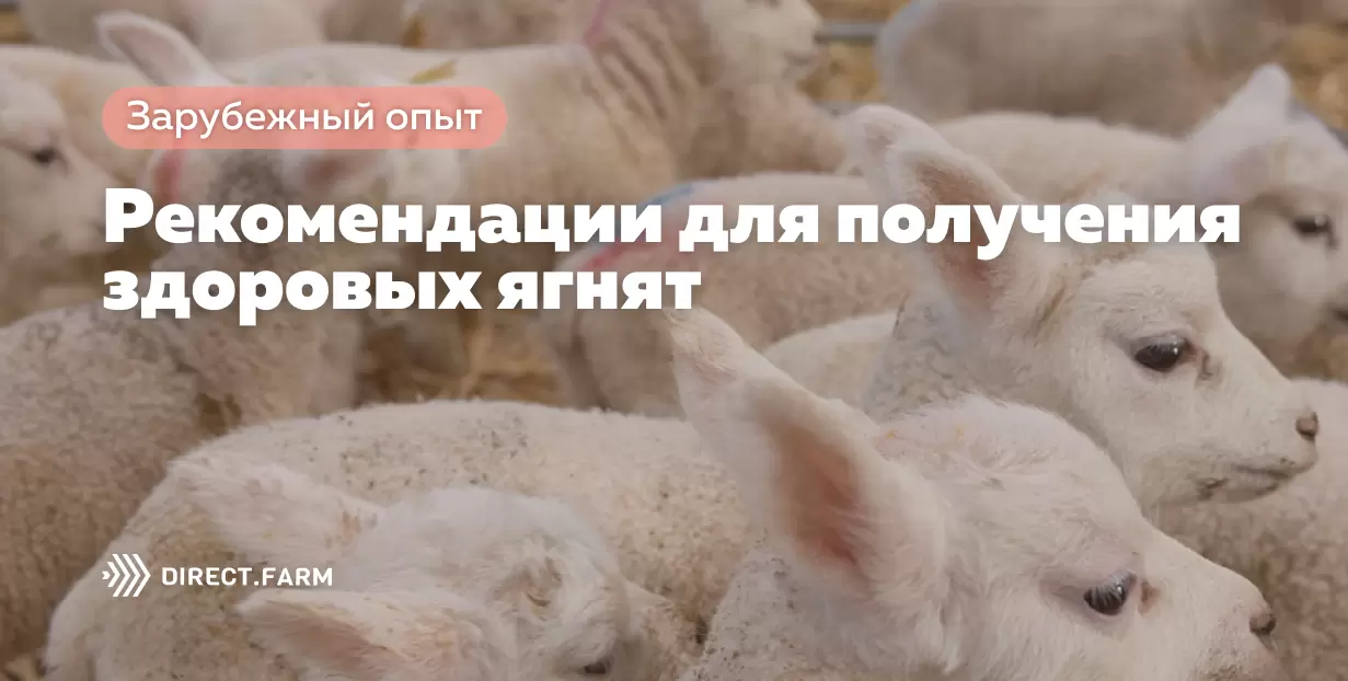 Овца второй раз рожает мёртвых ягнят, почему?