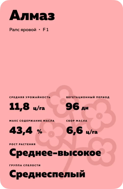 Алмаз рапс яровой
