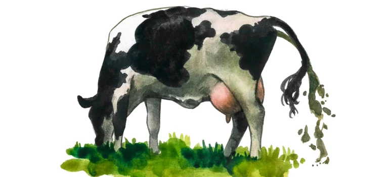 Отравление коров мочевиной