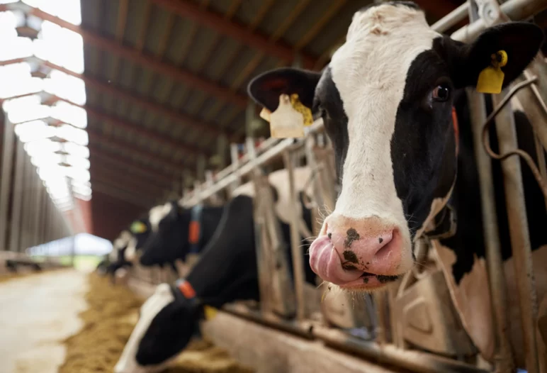 Преимущества группового кормления скота в молочных хозяйствах
