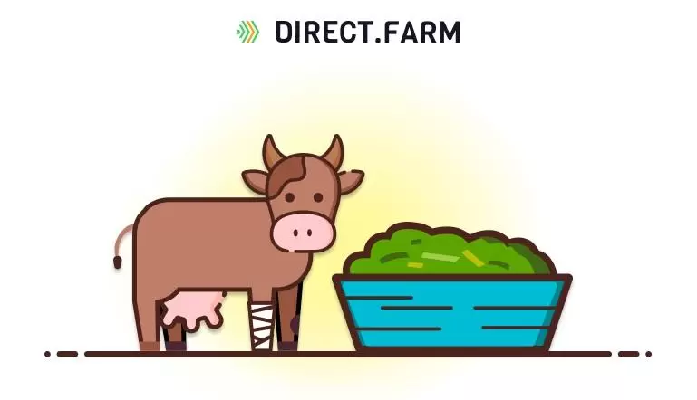 Как лечить ламинит у коров?