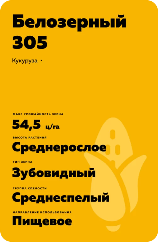 БЕЛОЗЕРНЫЙ 305 - гибрид кукурузы ( Zea mays L.).