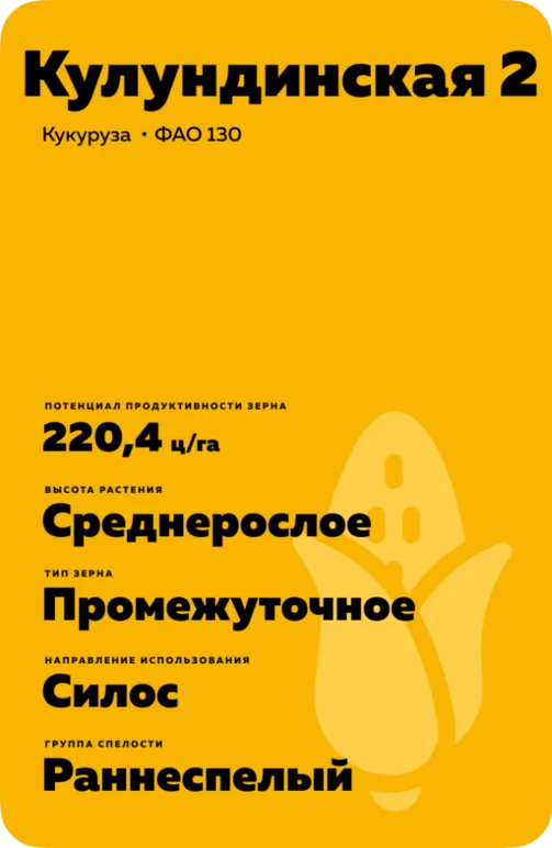 Кулундинская 2 - сорт кукурузы ( Zea mays L.).