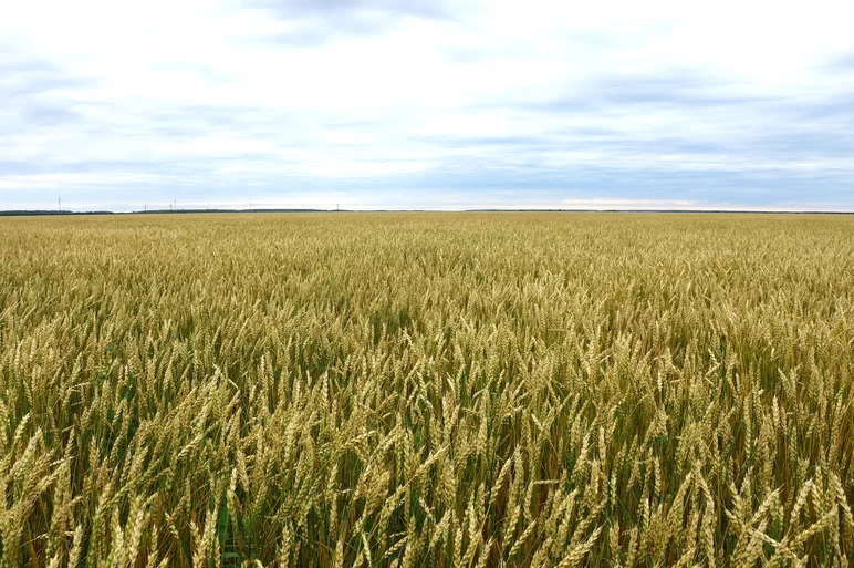 Омская 36 сорт мягкой яровой пшеницы
