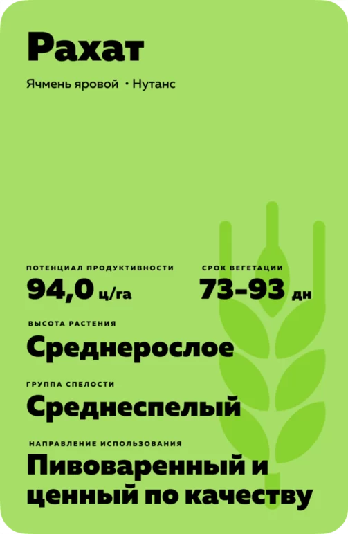 Рахат сорт ярового ячменя