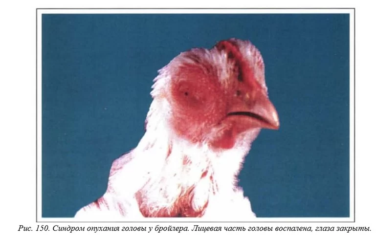 Вегад - Атлас болезней птицы. Ч. 33, 34. Синдром опухания головы. Обезвоживание