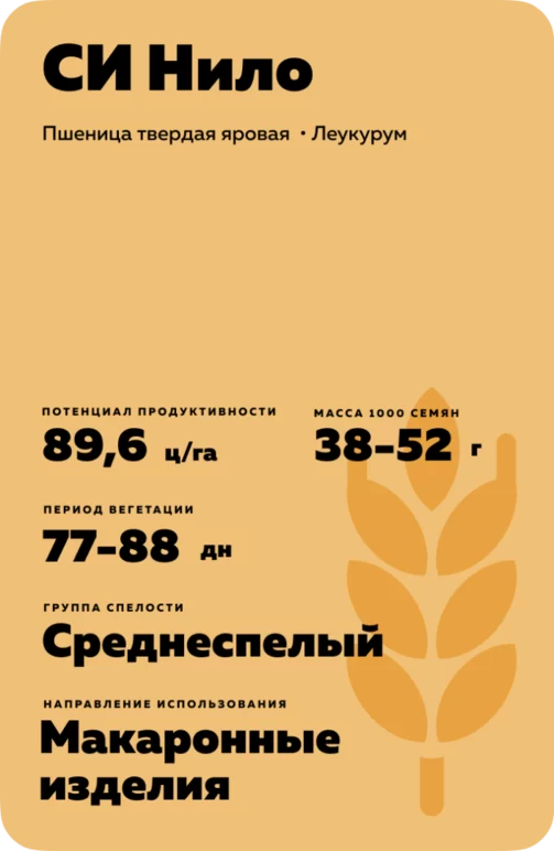 СИ Нило (SY NILO) пшеница твердая яровая