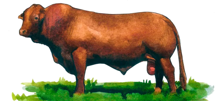 Линкольнская красная порода коров