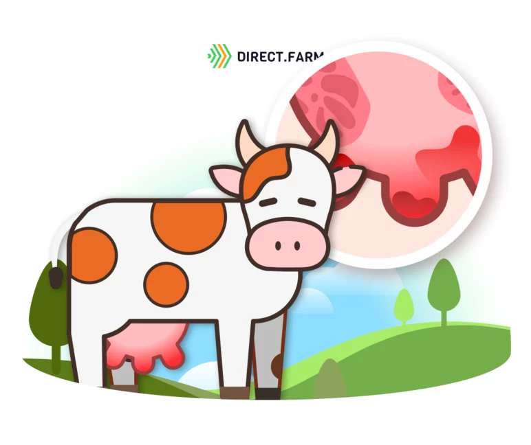 Как лечить язвы на вымени у коровы? 