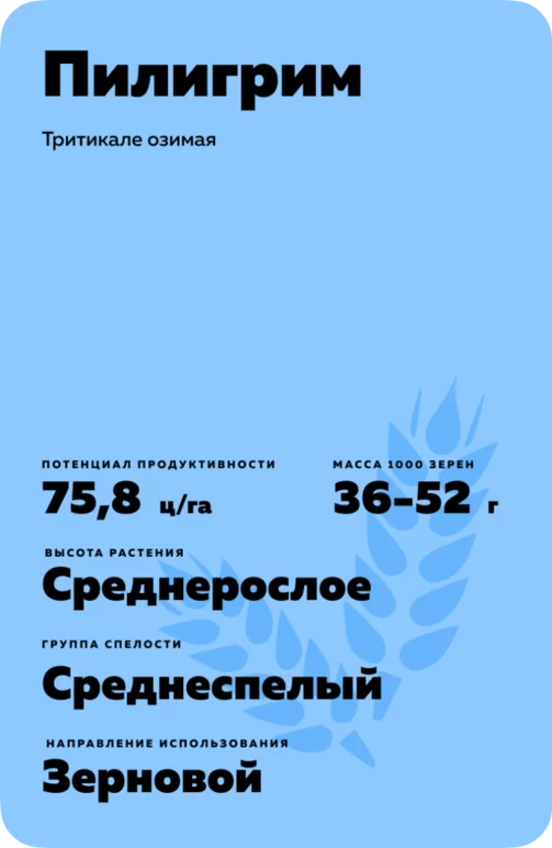 Пилигрим сорт тритикале озимой