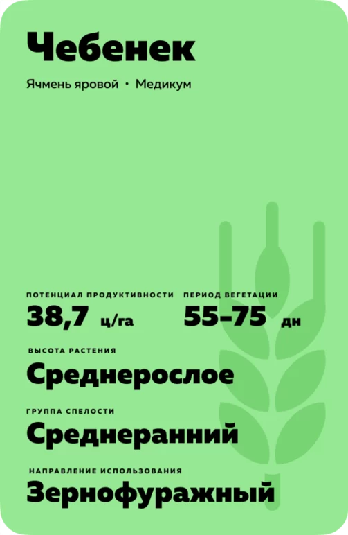 Чебенек сорт ярового ячменя