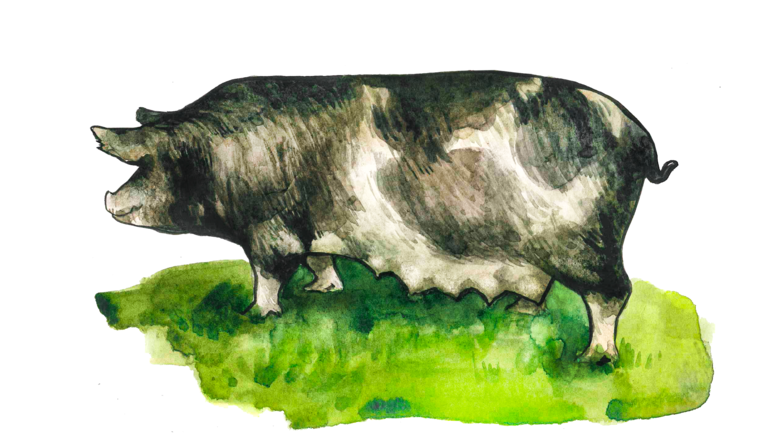 Миргородская (миргородская рябая) порода свиней