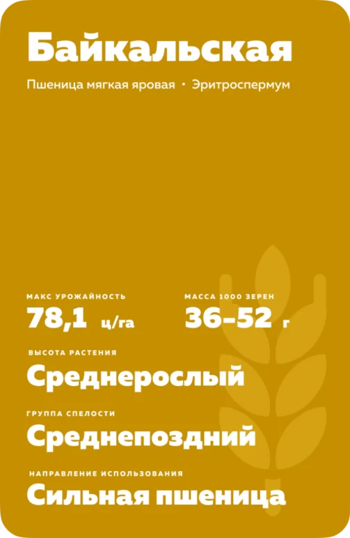 Байкальская пшеница мягкая яровая