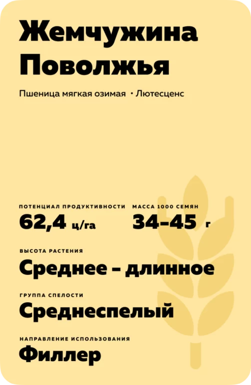 Жемчужина Поволжья - пшеница мягкая озимая. Характеристики и отзывы
