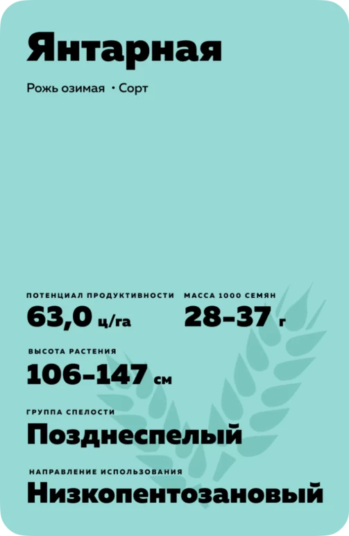 Янтарная рожь озимая