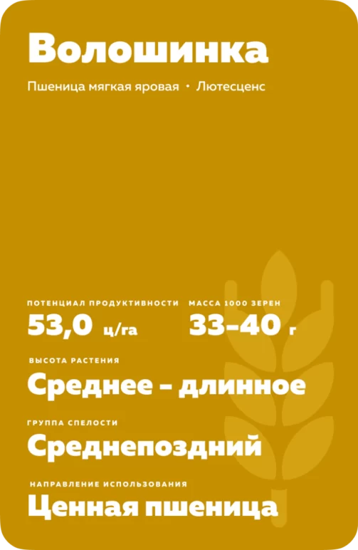 Волошинка пшеница мягкая яровая