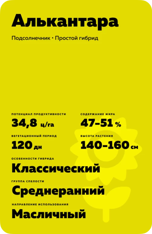 Алькантара (ALCANTARA) гибрид подсолнечника
