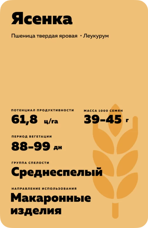 Ясенка пшеница твердая яровая