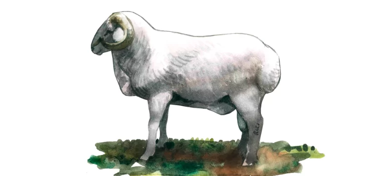 Лезгинская порода овец