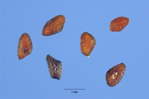 Подорожник большой