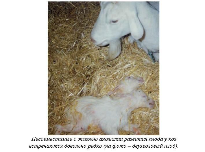 Харвуд – "Ветеринарное руководство по здоровью и благополучию коз". Гл. 7., ч. 2